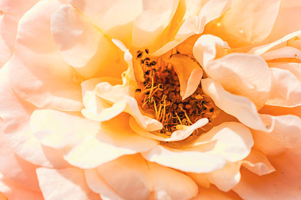This close-up captures a stunning yellow rose in full bloom showcasing its delicate petals and intricate stamens surrounded by rich textures under natural sunlight.