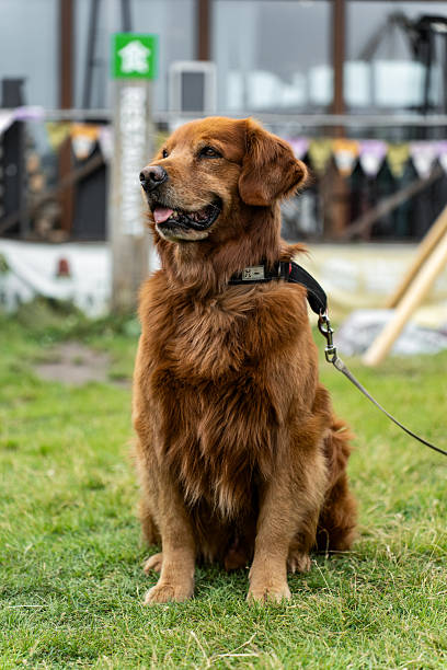 Dogs moving on the outdoor lawn