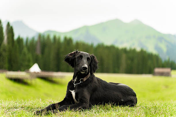 istock Dogs in outdoor activities 2225183503