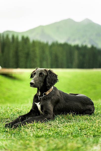 istock Dogs in outdoor activities 2225183504