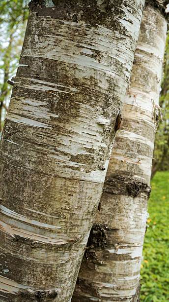 istock Close-Up of Birch Tree Bark Showing Texture and Natural Patterns in Forest 2225184243
