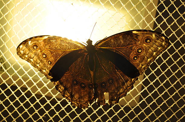 Butterfly from the butterfly house in Władysławowo, Poland