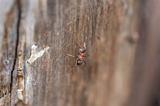 Red brown ant photographed close up macro. An ant crawls down a rotten tree.