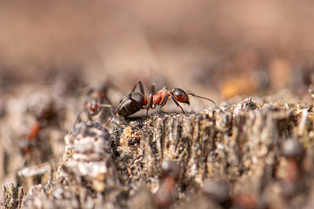 istock Red brown ant photographed close up macro An ant crawls down a rotten tree. 2225187957