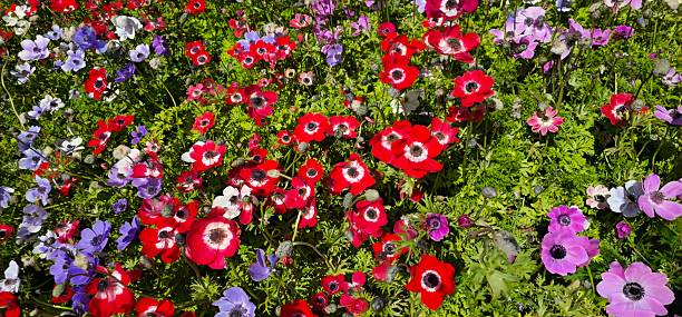 Colorful flowers offer a multitude of benefits for overall wellness, including mood elevation, stress reduction, and improved air quality.