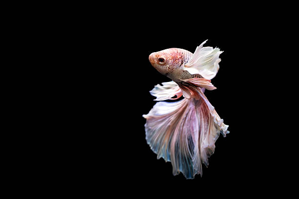 istock Betta fish with its wonderful colors. Black background. Betta splendens. 2225189160