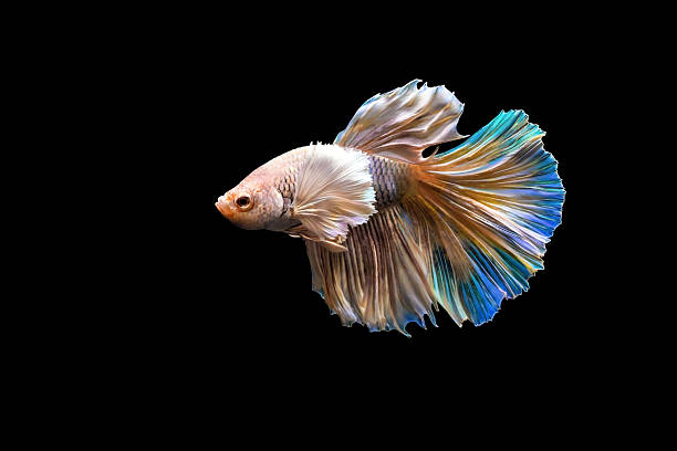 istock Betta fish with its wonderful colors. Black background. Betta splendens. 2225189498