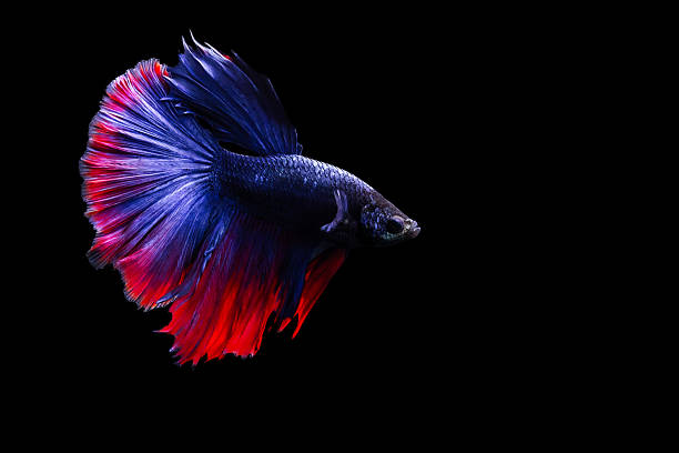 istock Betta fish with its wonderful colors. Black background. Betta splendens. 2225189570