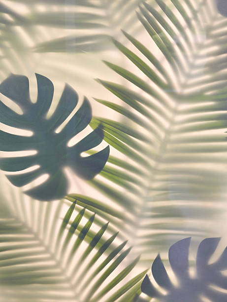 istock Green Tropical Leaves with Shadows on a Light Background Creating Elegant Patterns 2225189594