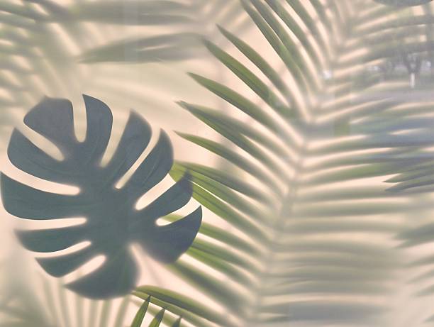 istock Green Tropical Leaves with Shadows on a Light Background Creating Elegant Patterns 2225189624