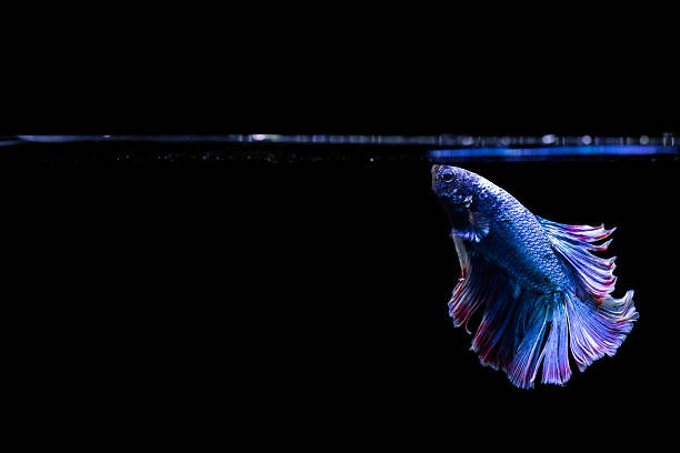 istock Betta fish with its wonderful colors. Black background. Betta splendens. 2225189746