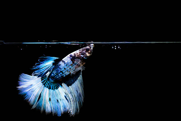 istock Betta fish with its wonderful colors. Black background. Betta splendens. 2225189758
