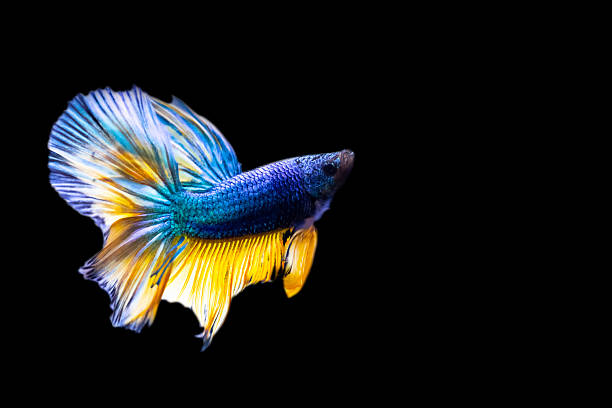 istock Betta fish with its wonderful colors. Black background. Betta splendens. 2225189801
