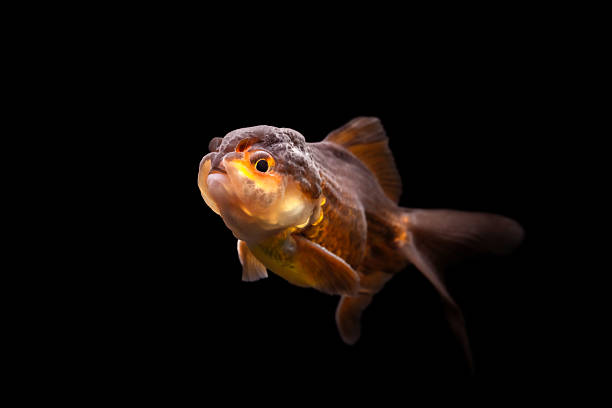 istock A cute freshwater fish. Oranda. Black background. 2225189859