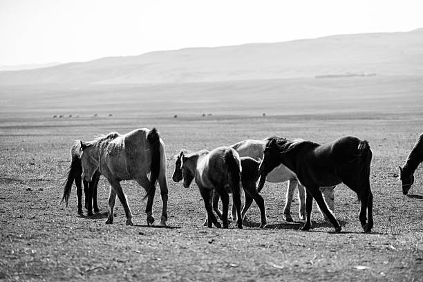 A group of horses, set against a backdrop of the Georgian mountains, moving in unison across a dry grass field.