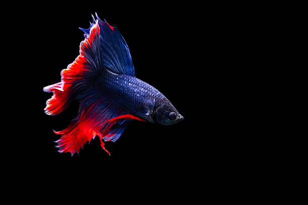 istock Betta fish with its wonderful colors. Black background. Betta splendens. 2225190242