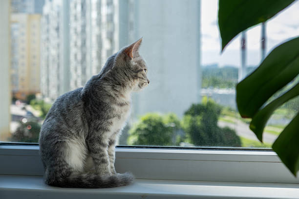 istock A curious kitten sits by the window and looks out through the mosquito net 2225191873