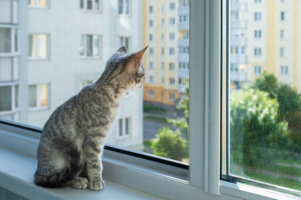 A cat is sitting in a window looking out