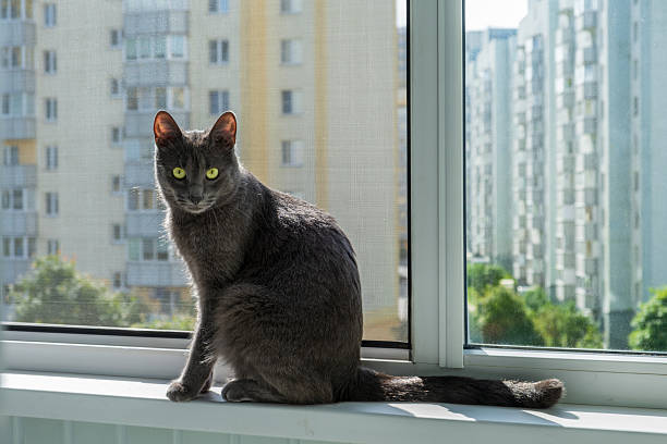istock Gray Cat Sitting on Windowsill with Cityscape View 2225191921