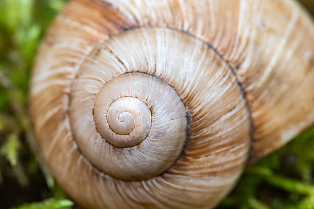 snail on leaf