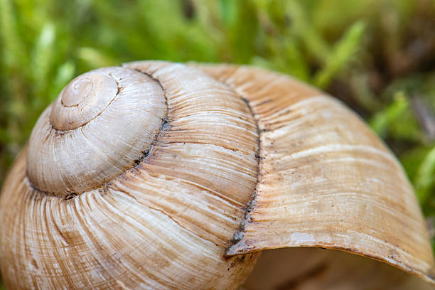 A shell with a spiral pattern is shown in a green mossy area. The shell is brown and has a unique, intricate design