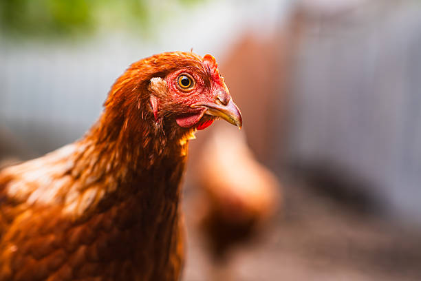 istock A close-up view of a brown chicken in a rustic farmyard setting during daylight with other chickens in the background 2225193414