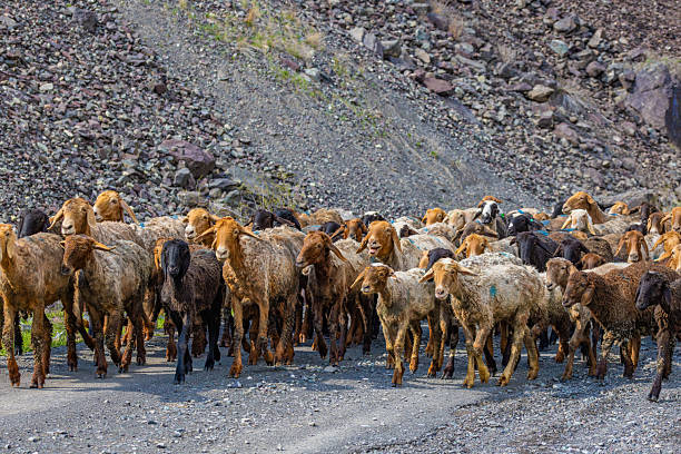 istock Numerous sheep walking in peaceful mountainous region 2225193640