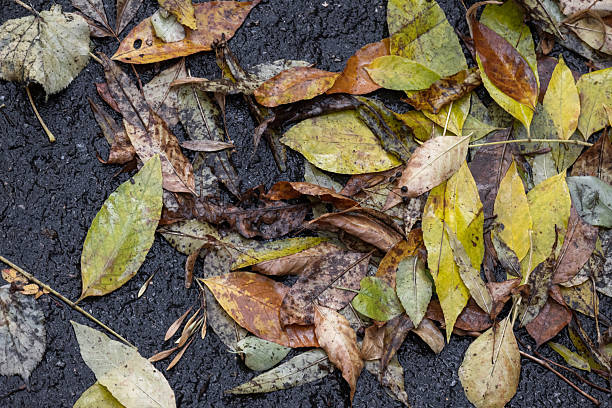 Fallen autumn leaves in various hues rest on a wet asphalt surface