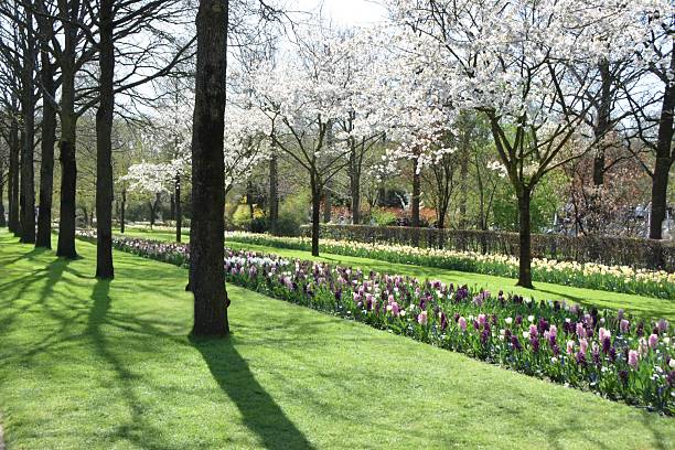 istock Keukenhof park. 2225194815