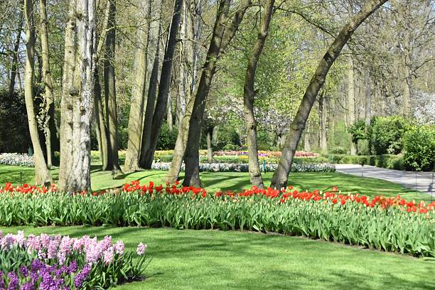 istock Keukenhof park. 2225194818