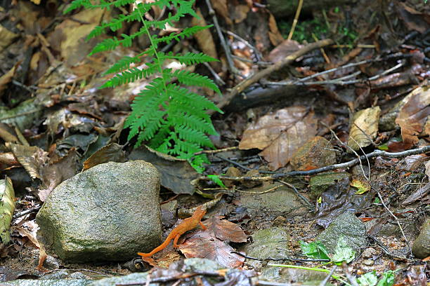 Spotted eastern red newt crawling across the damp forest floor