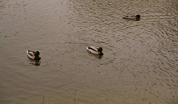 istock Many Ducks Swimming Serenely in a Tranquil Pond During a Cloudy Afternoon 2225202173