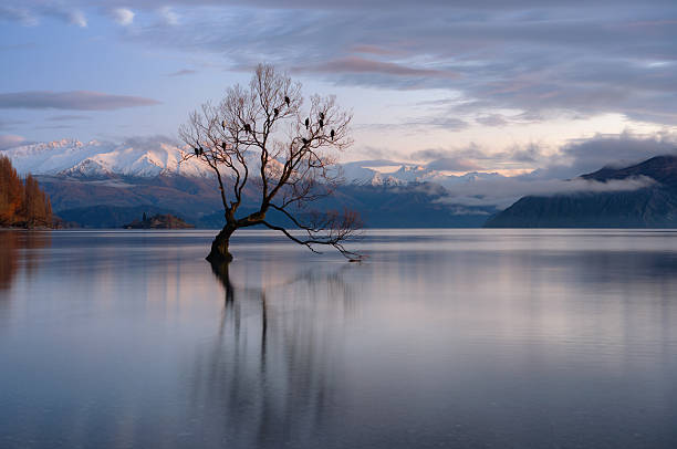 Dawn approaches the most famous tree in the world, on the shores of Lake Wanaka, New Zealand.