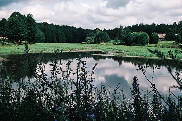 Small lake in summer. View through the grasses