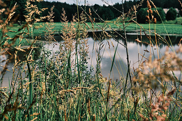 Small lake in summer. View through the grasses