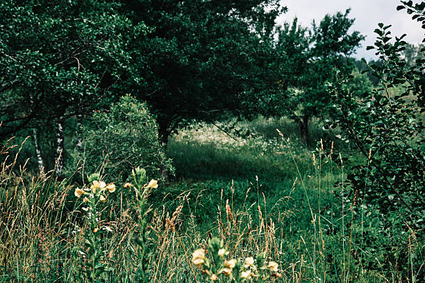 Messy trees and grasses. Green natural background