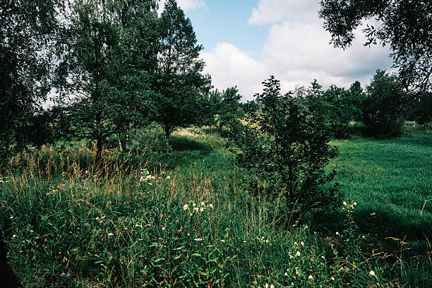 A very dry field with trees next to a path.