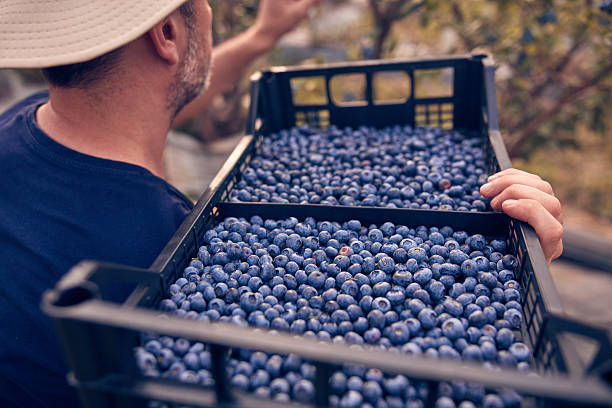 istock Farmer picking fresh blueberries on a farm. 2225203591