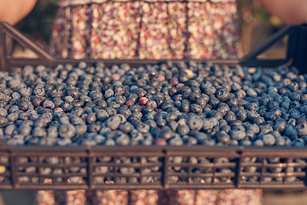 istock Farmer picking fresh blueberries on a farm. 2225203689