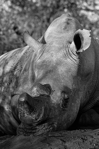 istock African White Rhino 2225204550