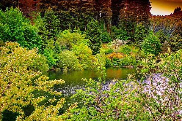 Photo of a lake surrounded by forests in the early morning in the Montagne Noire in South of France