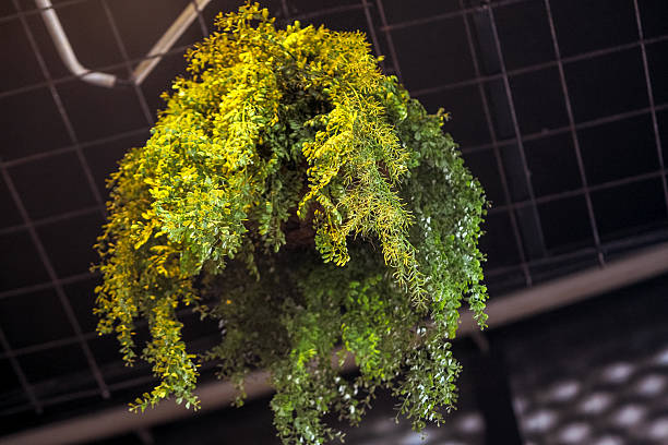 view from below of indoor hanging plants