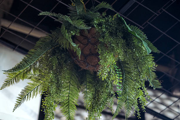 istock view from below of indoor hanging plants 2225205227