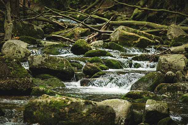 A tranquil setting featuring a clear waterfall cascading in a tranquil forest. The scene showcases lush greenery, moss-covered stones, and a serene stream, creating a soothing and picturesque environment perfect for relaxation and nature appreciation.