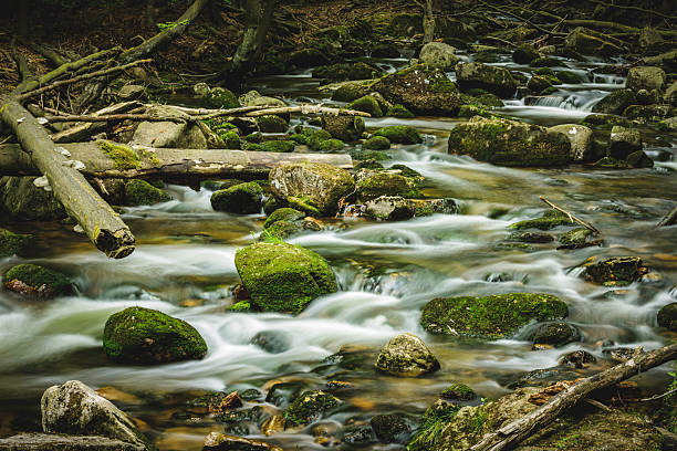 A serene creek flowing through lush greenery with moss-covered rocks, creating a picturesque scene. The gentle stream cascades, emphasizing the harmony of nature. Branches frame the composition, adding depth to the idyllic setting. This photograph captures the tranquil beauty of a wilderness environment.