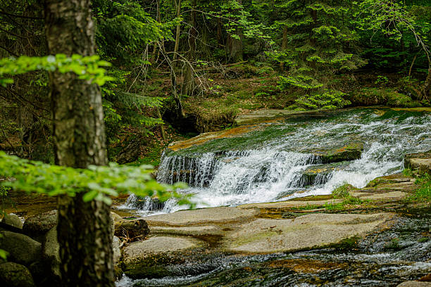 A tranquil setting featuring a clear waterfall cascading in a tranquil forest. The scene showcases lush greenery, moss-covered stones, and a serene stream, creating a soothing and picturesque environment perfect for relaxation and nature appreciation.