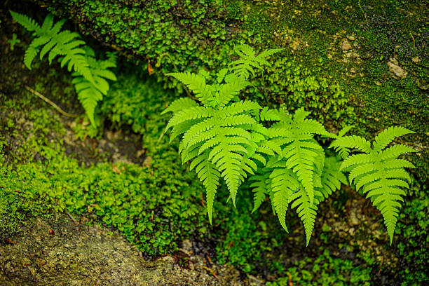Vivid green fern leaves stand out against a backdrop of moss-covered rocks, symbolizing growth and tranquility. The vibrant scenery captures the essence of nature's beauty and the serene atmosphere of forested spaces. Ideal for representing natural growth, ecology, and the lush environments of untouched outdoors.