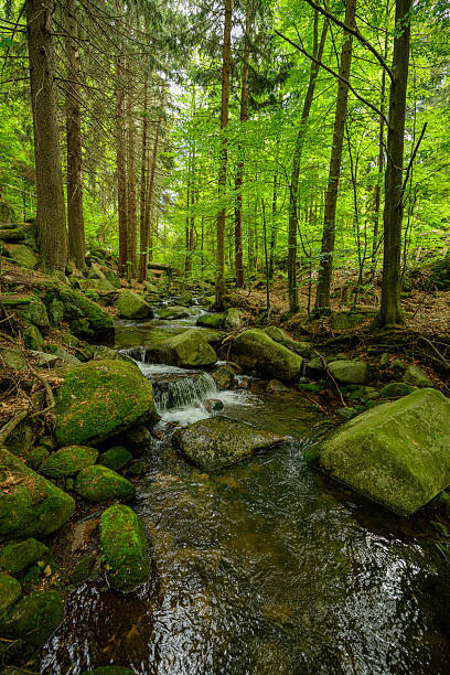 A beautiful stream runs through a rocky landscape covered with vivid green moss, creating a peaceful and nature-filled scene. The water gently flows over the stones, enhancing the sense of tranquility. Perfect for designs emphasizing nature, tranquility, or outdoor adventures.