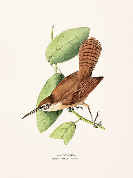 Bird illustration published in London, 1841. Detailed depiction of tropical species from Brazil and Mexico, featuring vivid colors and elegant natural forms.
