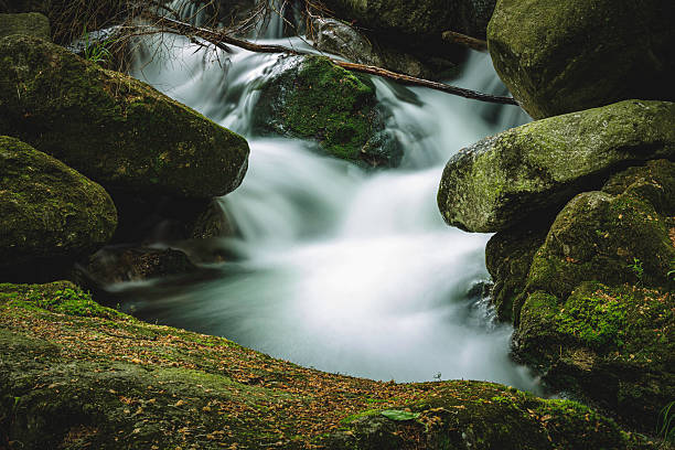 A powerful river rushes over jagged rocks, creating foamy white water in a forested riverbank.